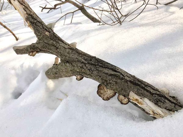 簡単スノーシューデイキャンプ_枯れた木にキノコ
